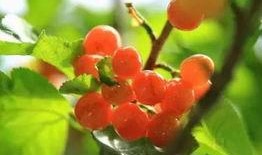 樱桃树娱乐圈爆料,樱桃树事件背后的真相与影响